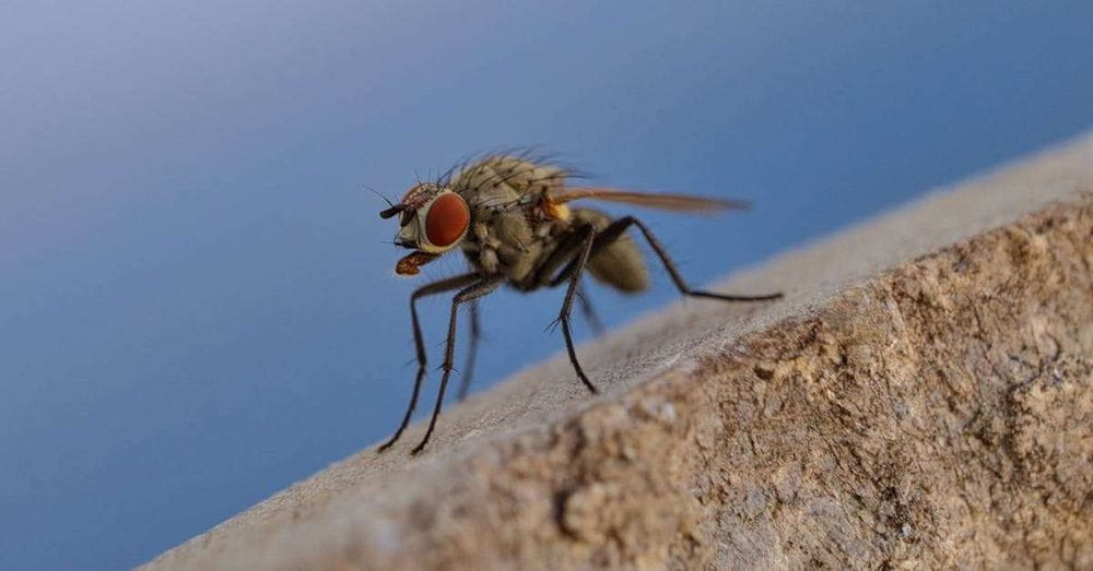 Tarragona, capital mundial de los murciélagos: un encuentro científico para desmitificar a estos fascinantes animales