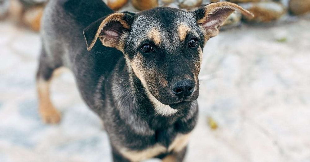 Tras nueve meses en el puente, "Perrito" es rescatado y buscan hogar para él