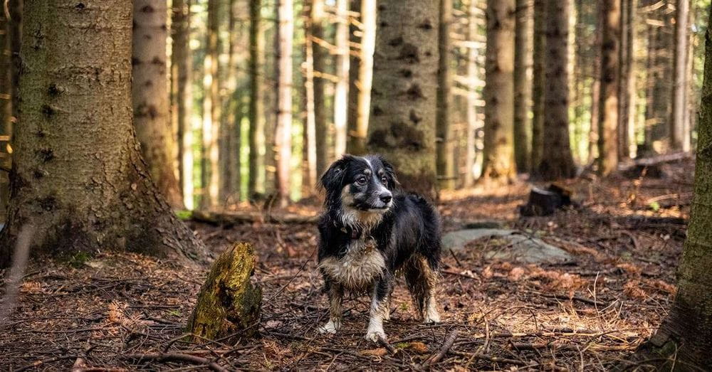 Un hombre muere en Palencia tras ser atacado por un perro