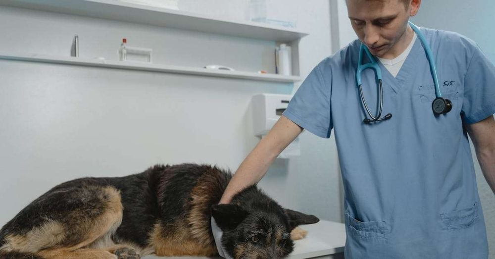 Un hospital adopta un gato como mascota, brindando alegría y risas