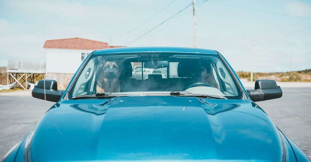 Un perro en el techo de un coche sorprende a los usuarios de las redes sociales