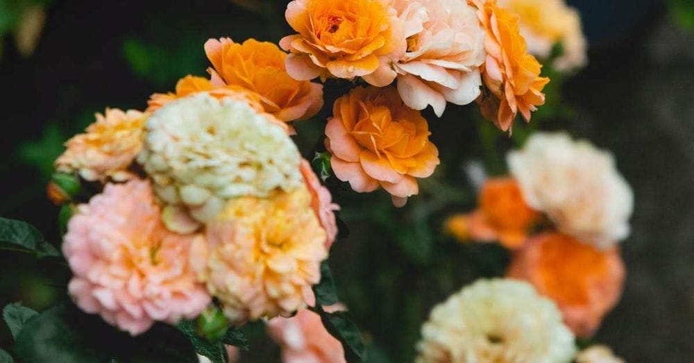 Zaragoza Florece, un espectáculo floral que inunda la ciudad de color y alegría